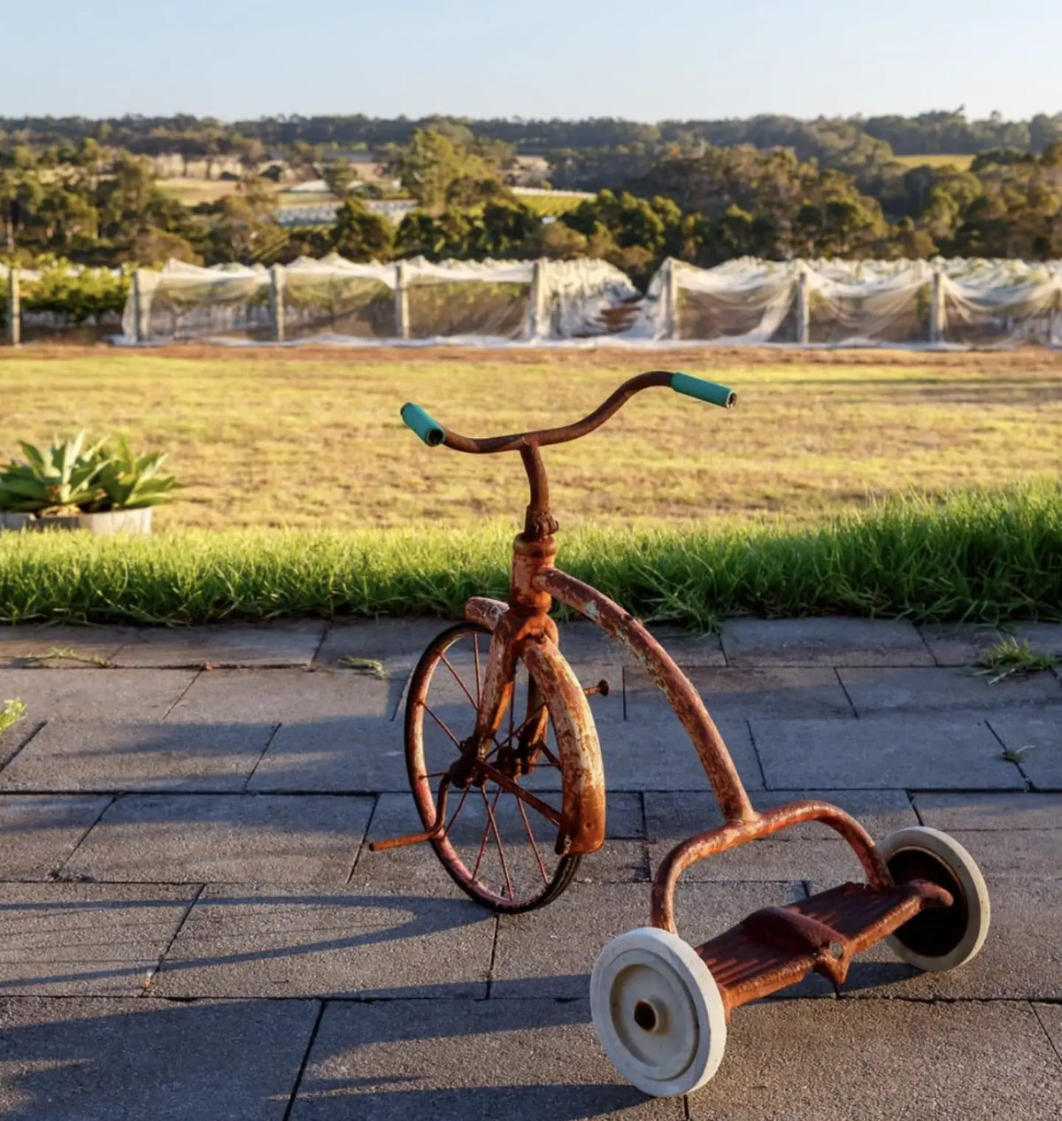 Rustic vintage tricycle on paving beside a lawn, with netted Xanadu vineyard rows in the background