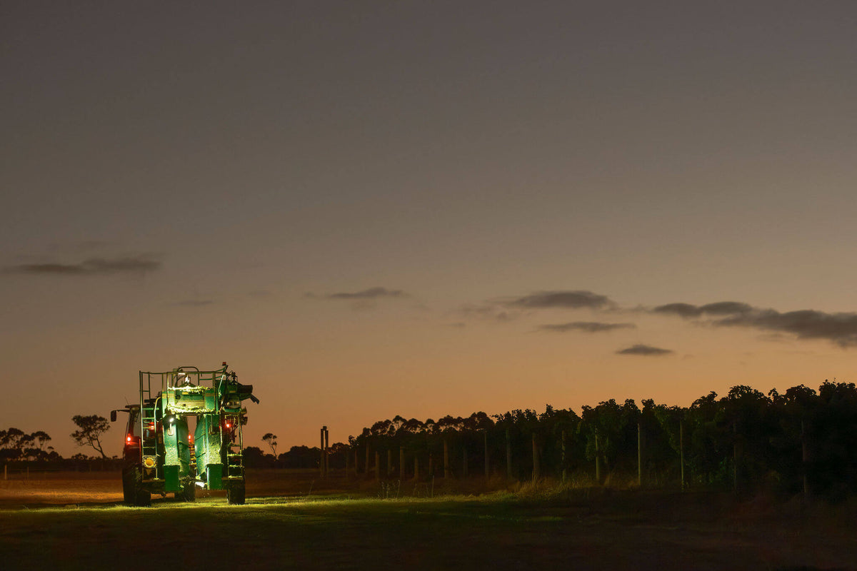 Grape harvesting machine working a vineyard row at dusk with lights illuminating the vines