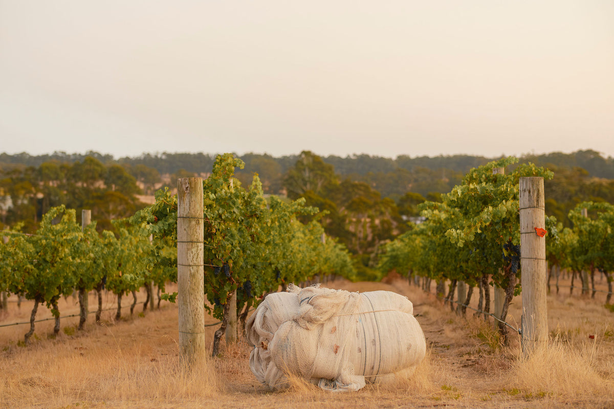 Rows of vines in the vineyard with a bundle of bird netting resting between the posts