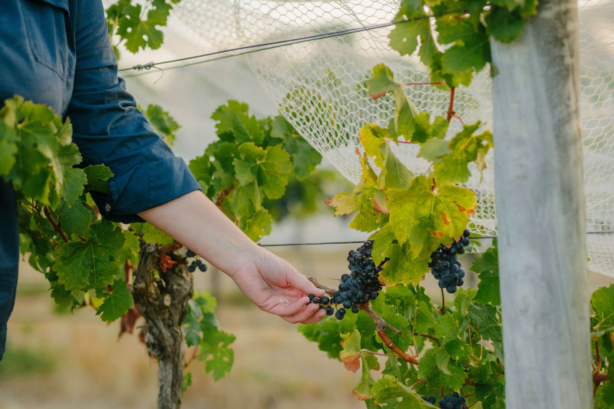 Hand reaching under bird netting to pick a cluster of dark grapes from the vine