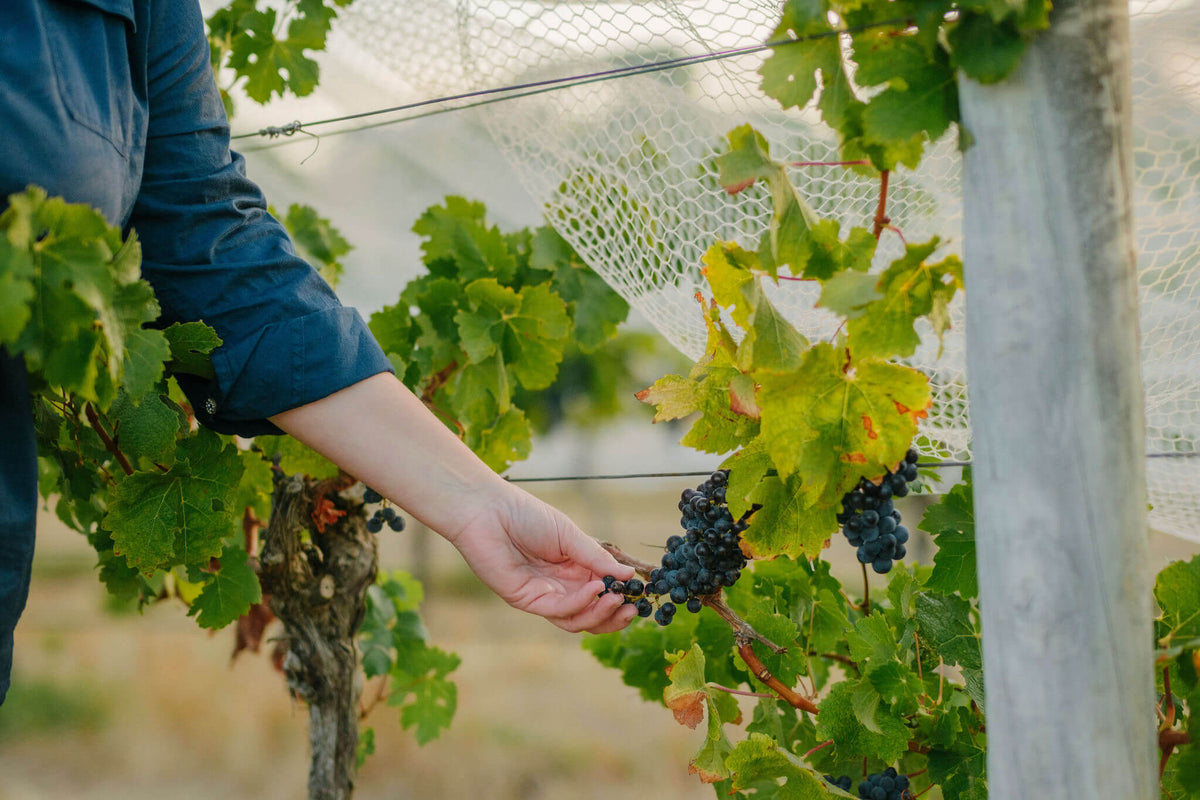 Hand reaching under bird netting to pick a cluster of dark grapes from the vine