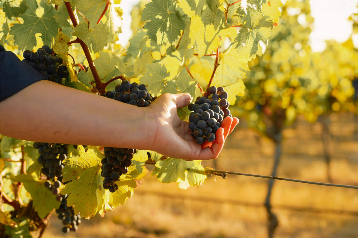 Hand holding a cluster of dark grapes among vine leaves in the vineyard