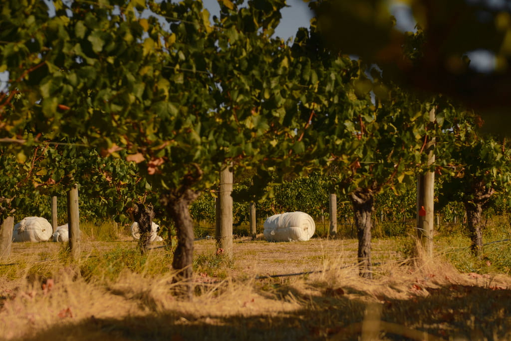 Rolled bird netting resting between vine rows in the Xanadu vineyard