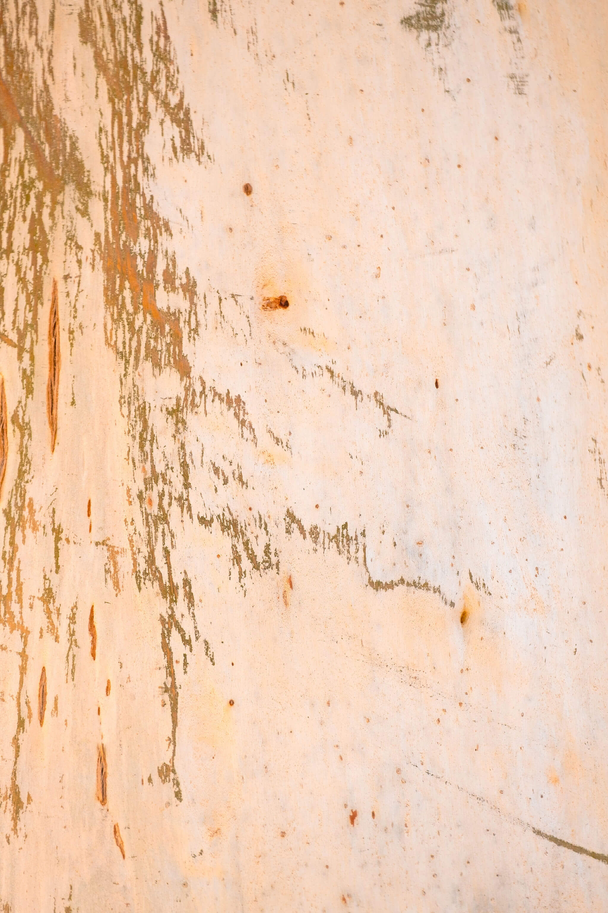 Close-up of textured eucalyptus tree bark