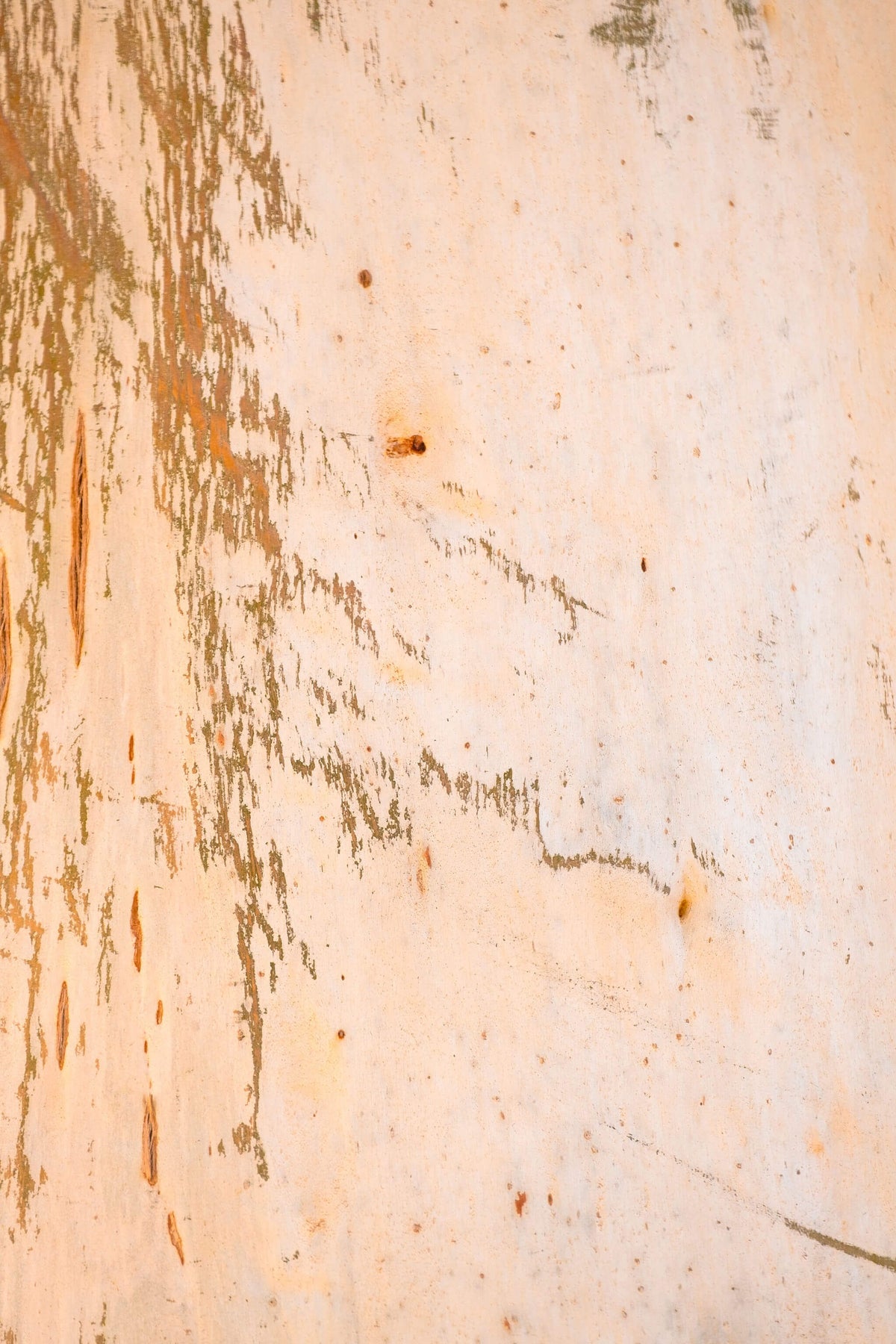 Close-up of textured eucalyptus tree bark