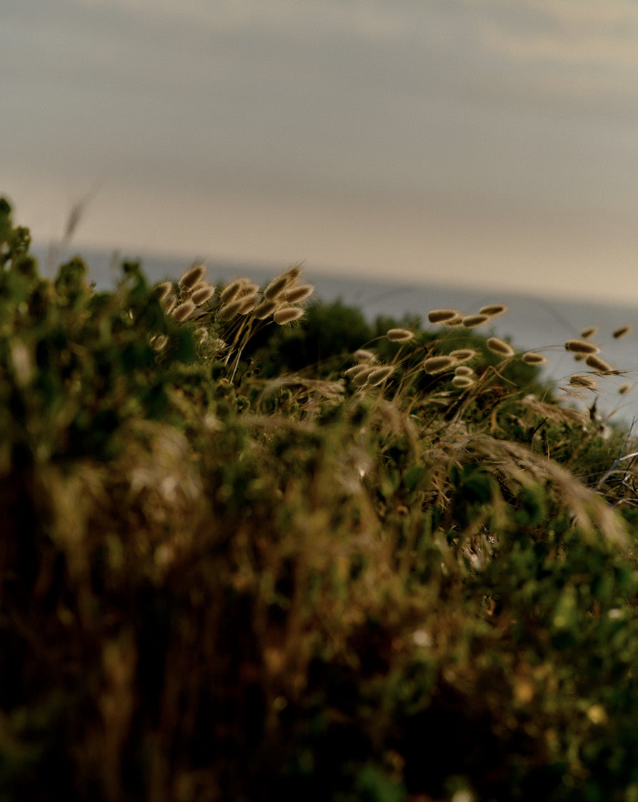 Native grasses and coastal shrubs backlit at dusk overlooking the sea near Xanadu