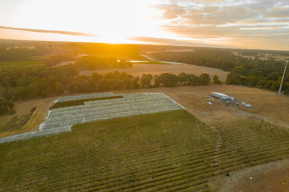 Aerial view of the Xanadu vineyard and winery buildings at sunrise, with netted vine rows in the foreground