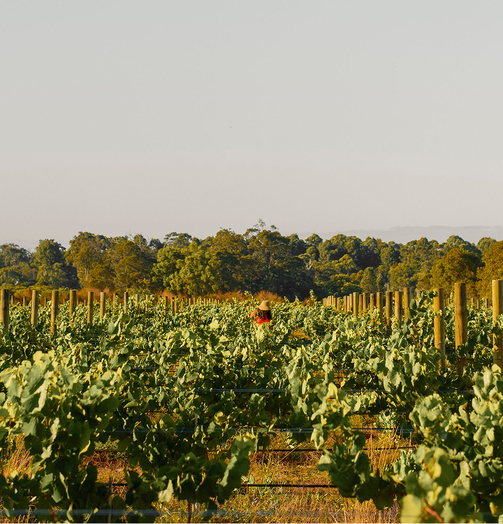 Vineyard worker in a wide-brimmed hat walking between rows of vines at sunrise