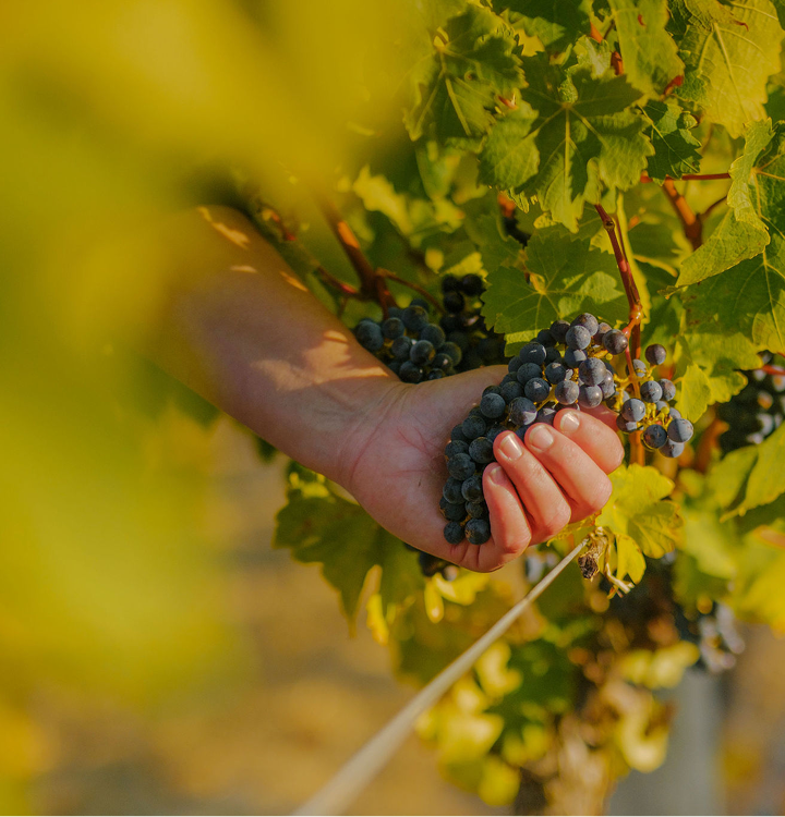 Hand holding a cluster of freshly picked dark grapes among the vine leaves