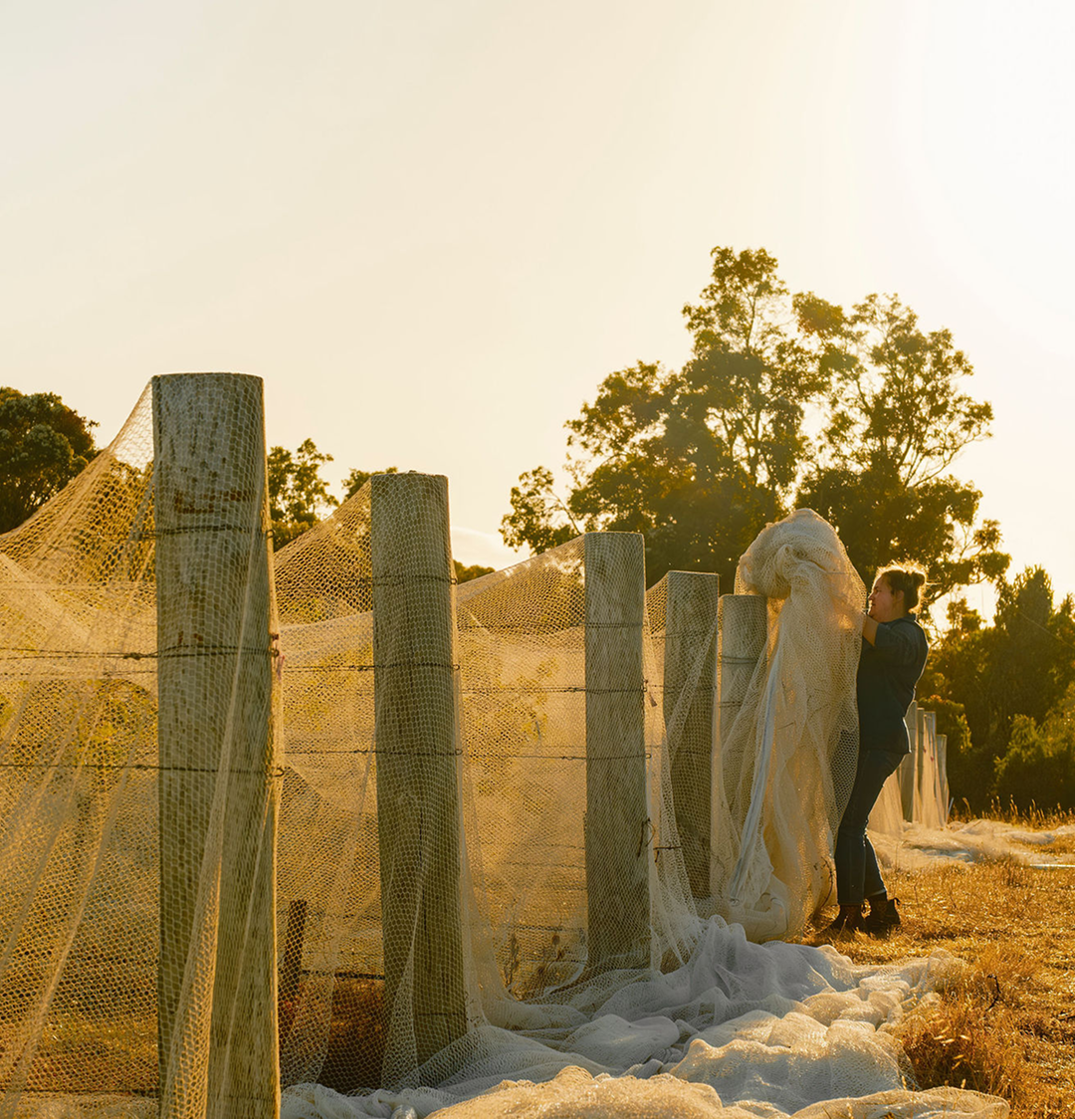 Vineyard worker adjusting protective netting over rows of vines at sunset