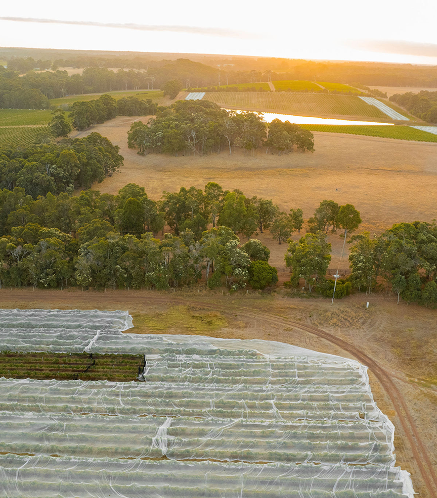 Aerial view of netted vineyard rows beside bushland and dam at sunrise