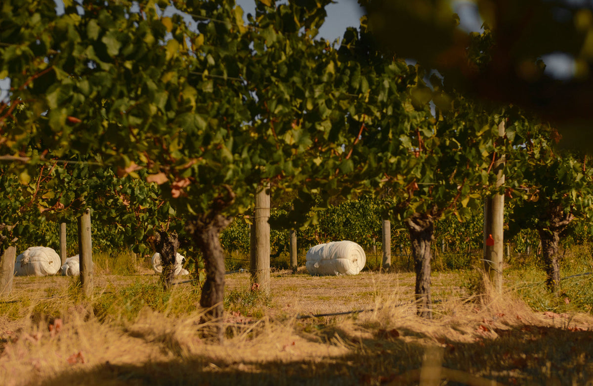 Rolled bird netting resting between vine rows in the Xanadu vineyard