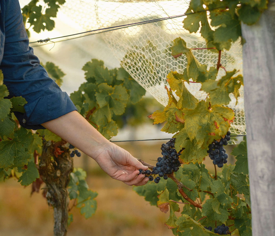 Hand reaching under bird netting to pick a cluster of dark grapes from the vine
