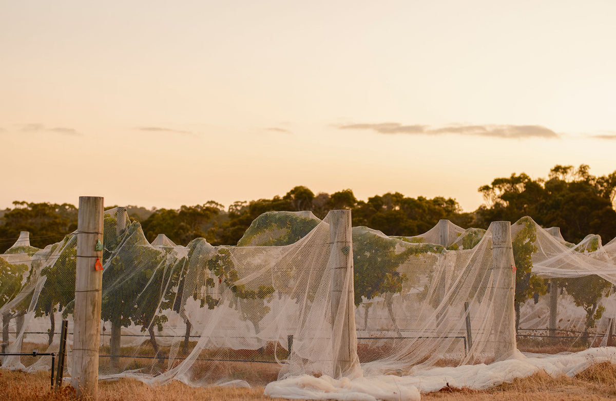 Rows of vines covered in white protective netting at sunset