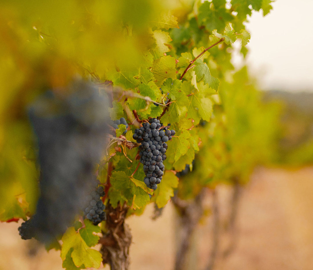 Close-up of clusters of dark grapes hanging among green vine leaves