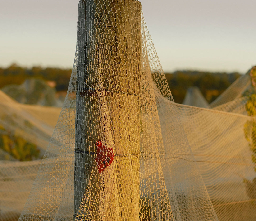 Close-up of a vineyard post wrapped in protective netting with a red identification tag