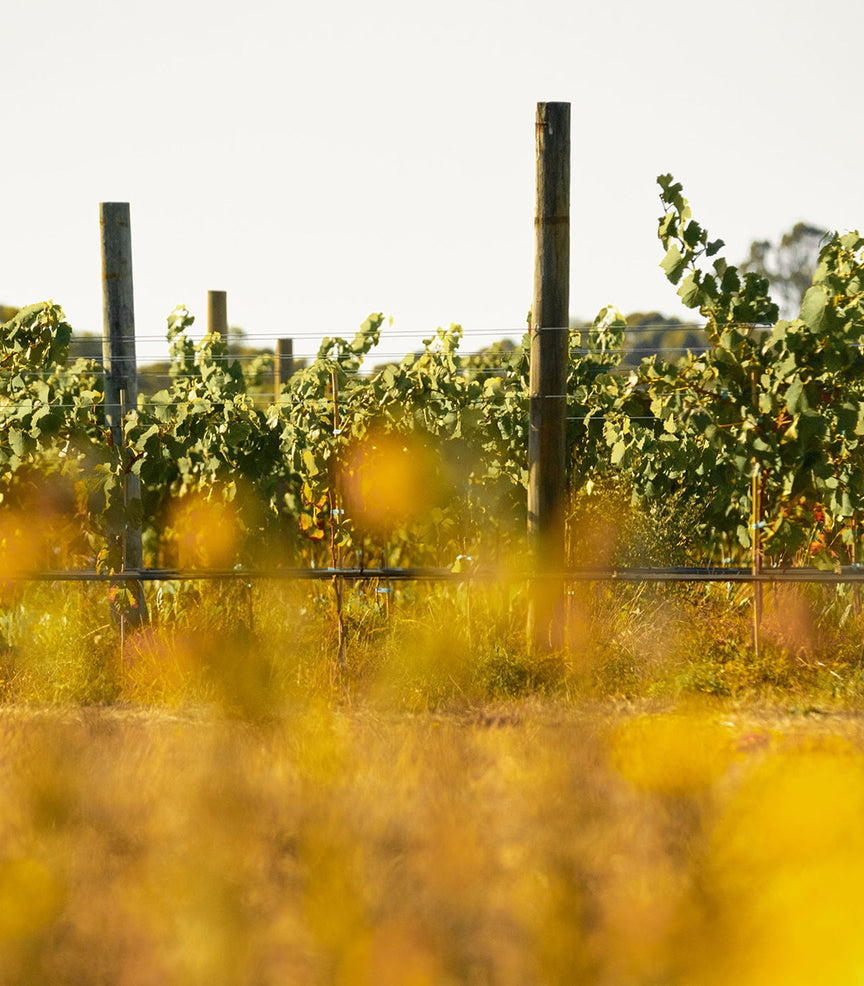 Rows of vines seen through blurred golden foliage in the vineyard