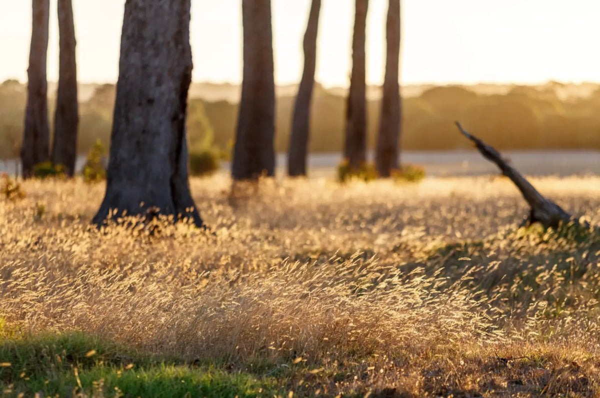 Sunlit golden grass beneath tall trees near Xanadu at sunset