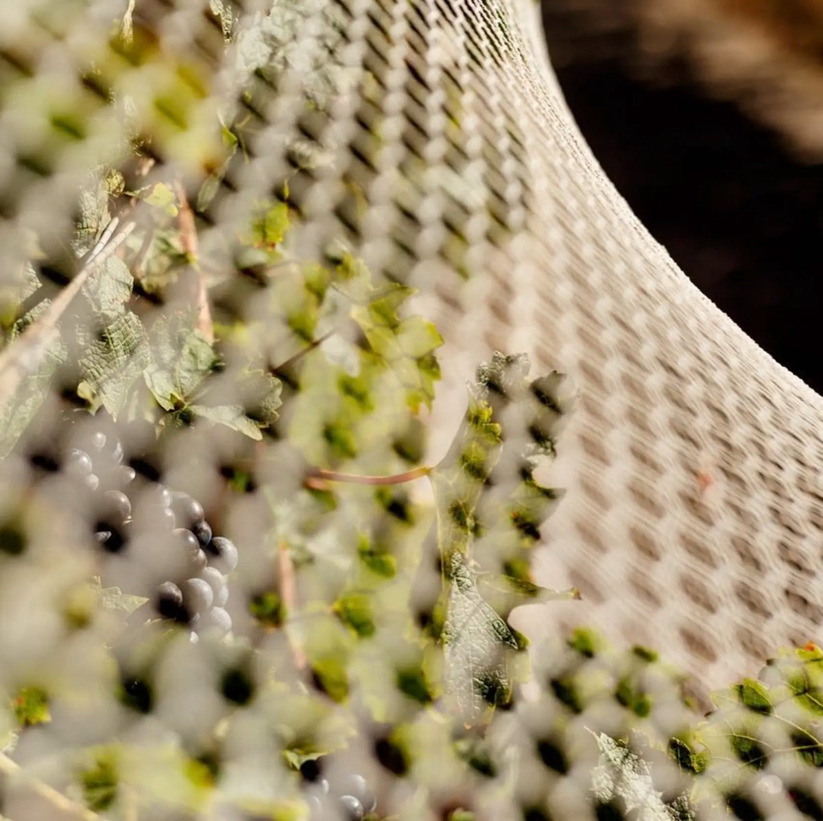 Close-up of dark grape bunches and vine leaves seen through protective bird netting