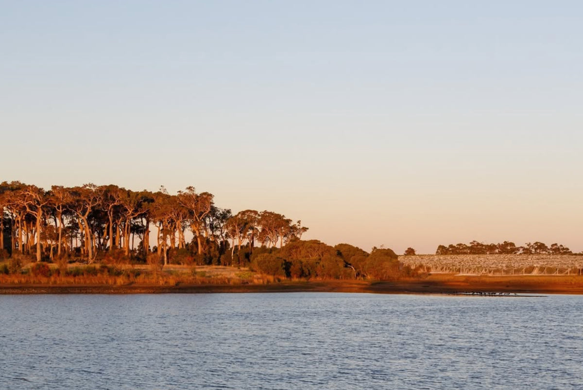 Sunset view over a lake with vineyard rows and a tree-lined shore near Xanadu