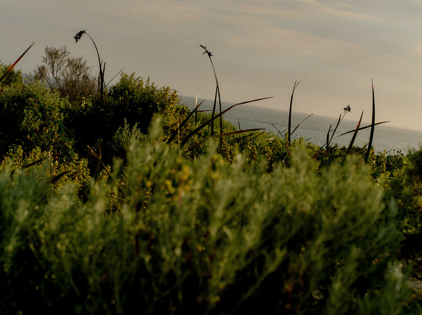Native coastal shrubs and grasses in the foreground with the ocean visible in the distance